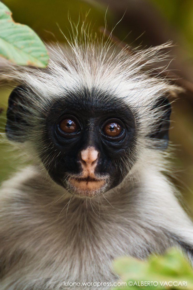 Занзибар мартышки