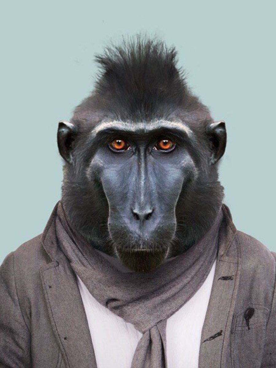 Обезьяна в пиджаке