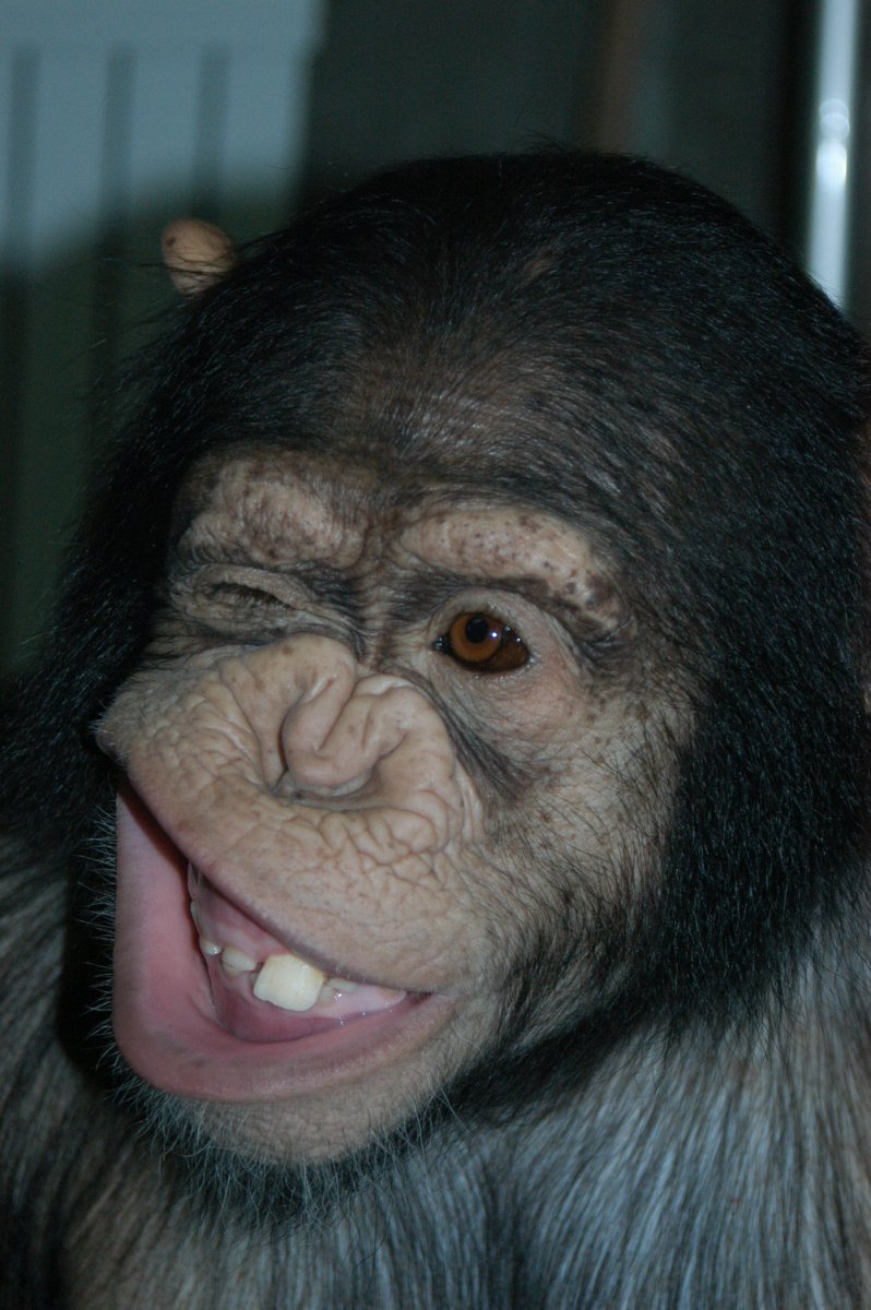 Обезьяна подмигивает