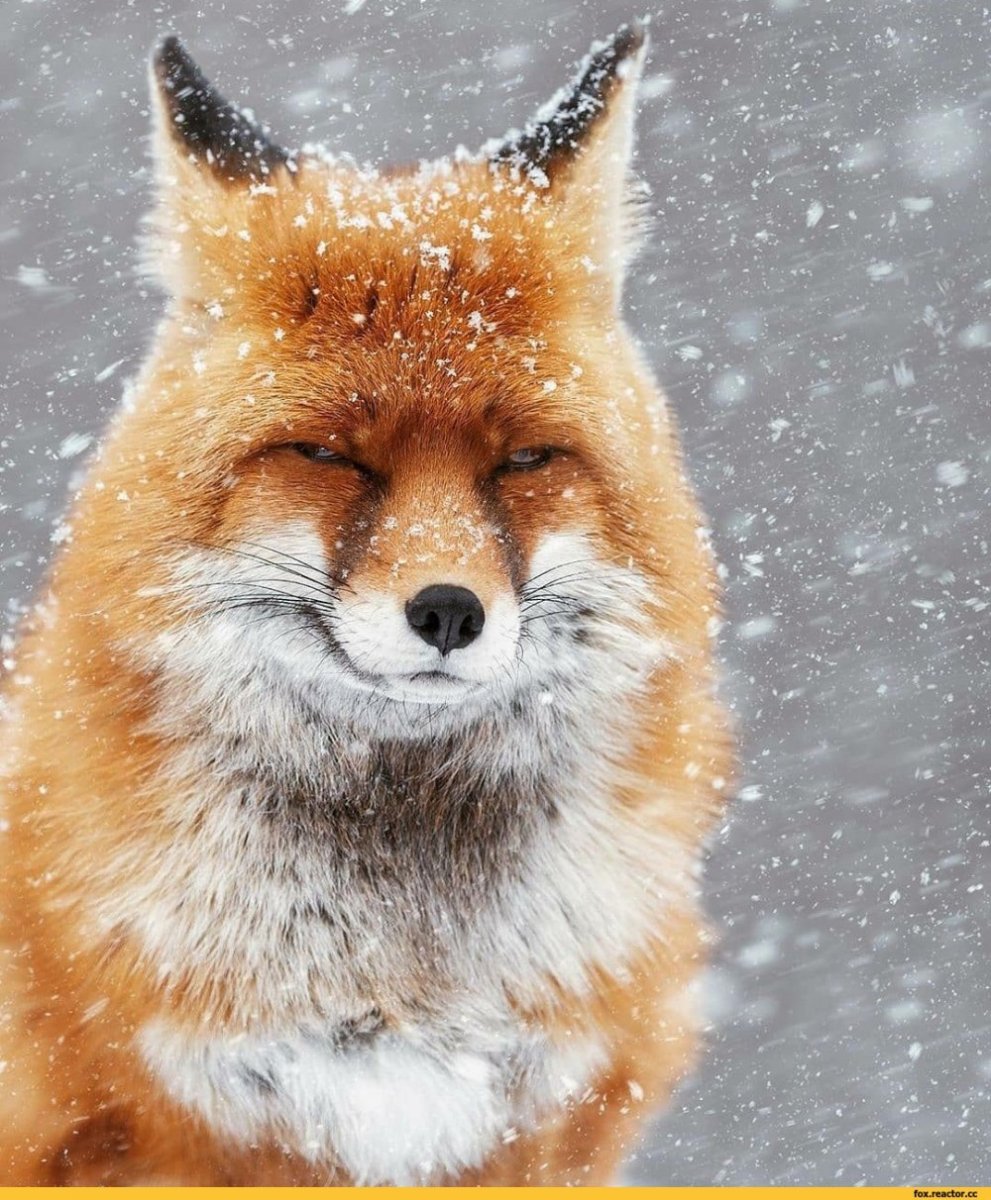 Хитрая лиса