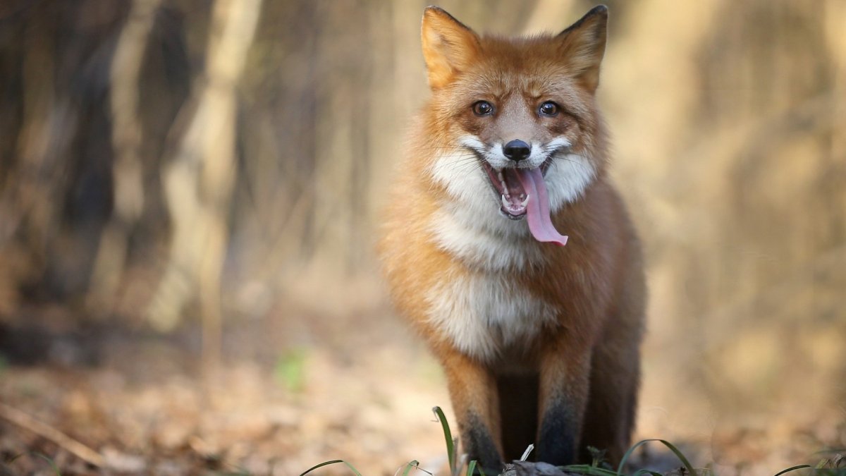 Хитрая лиса