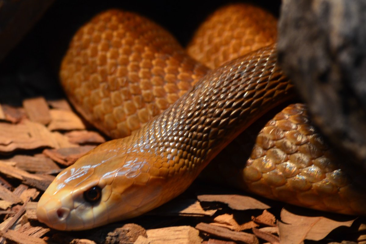 Австралийский Тайпан