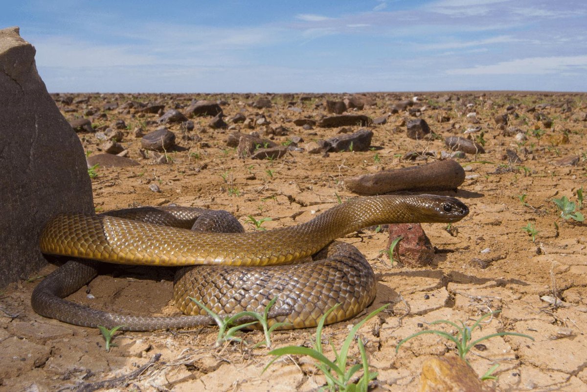 Внутриматериковый Тайпан
