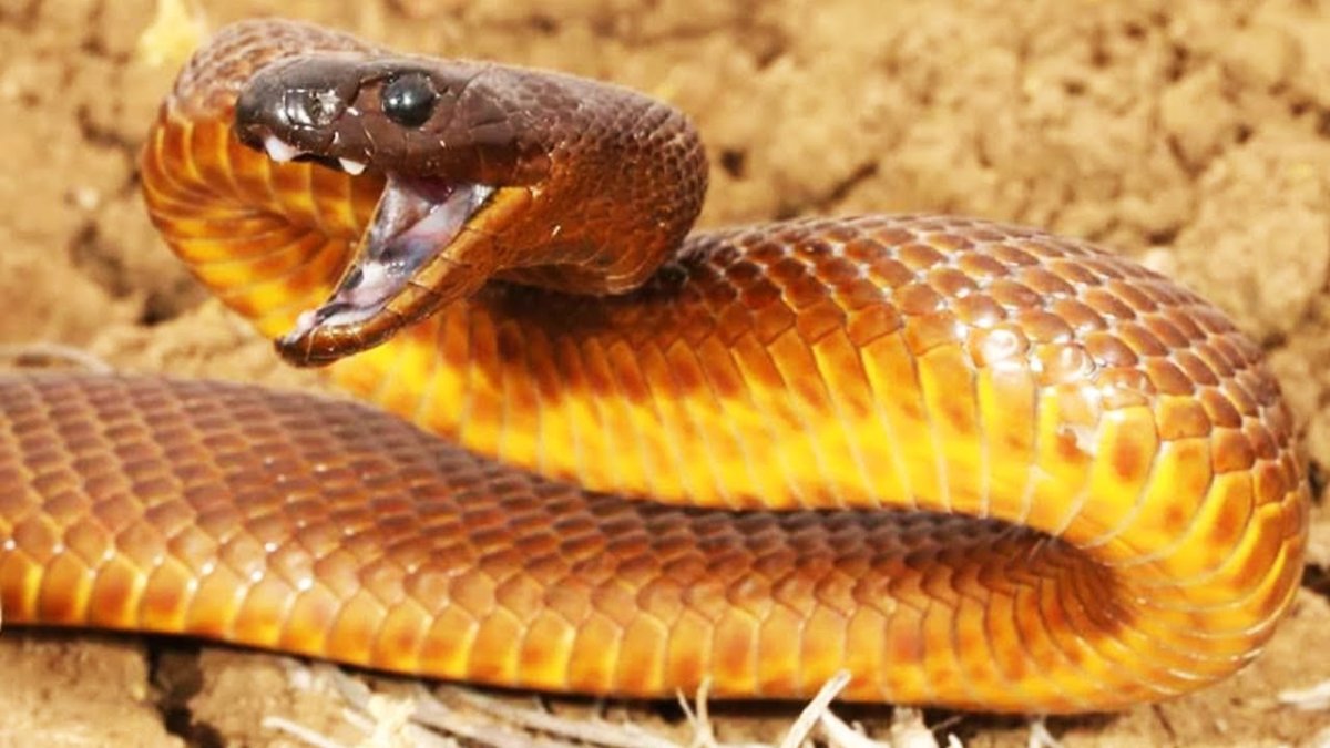 Австралийский Прибрежный Тайпан