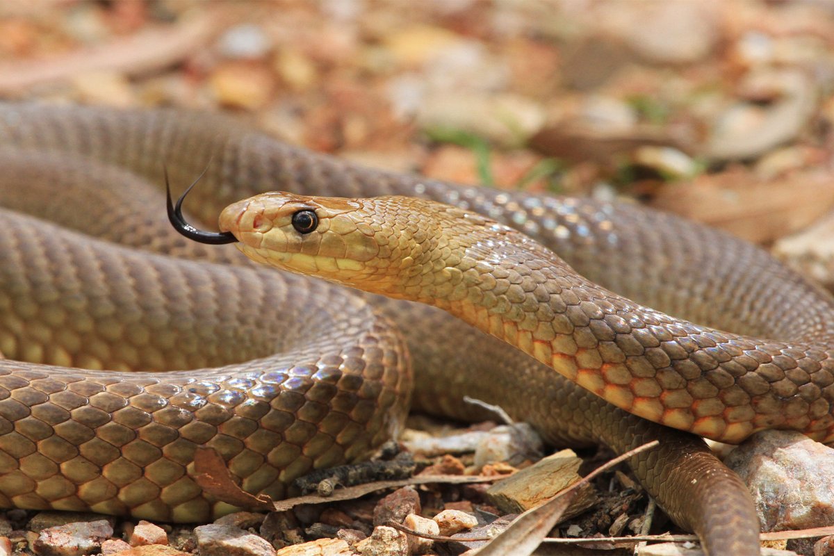 Прибрежный Тайпан