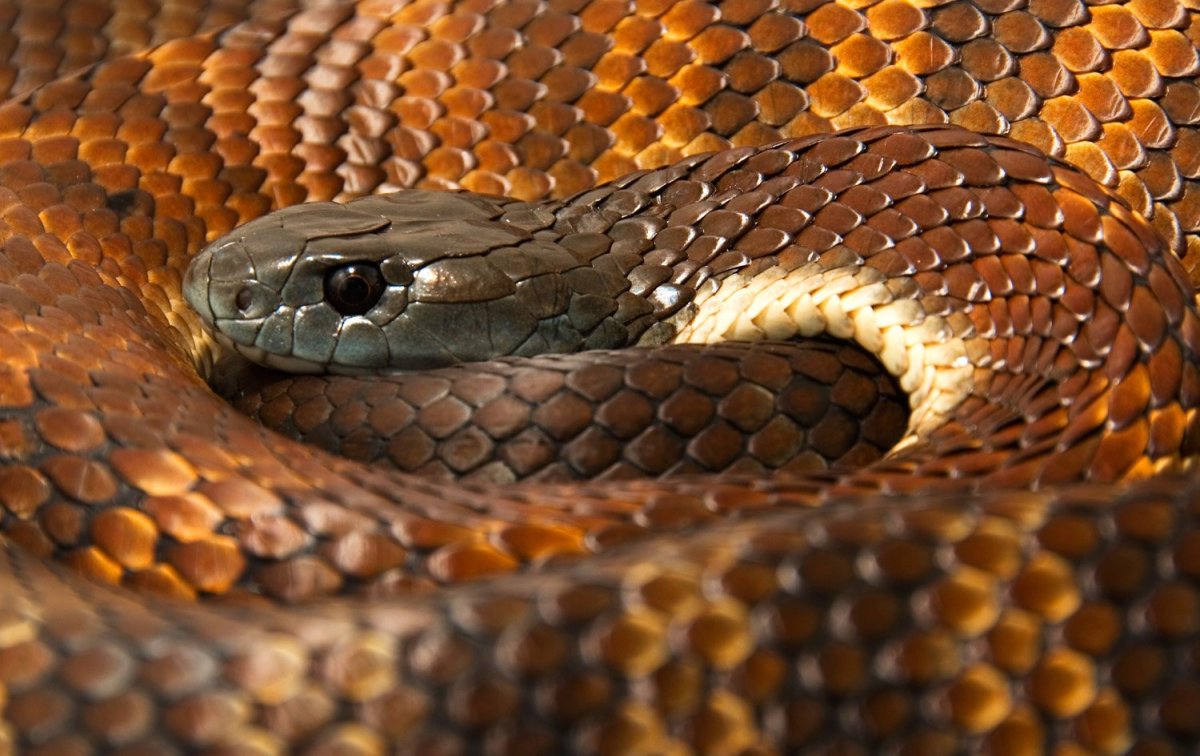 Тигровый Тайпан