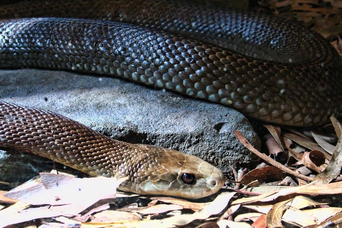 Oxyuranus scutellatus