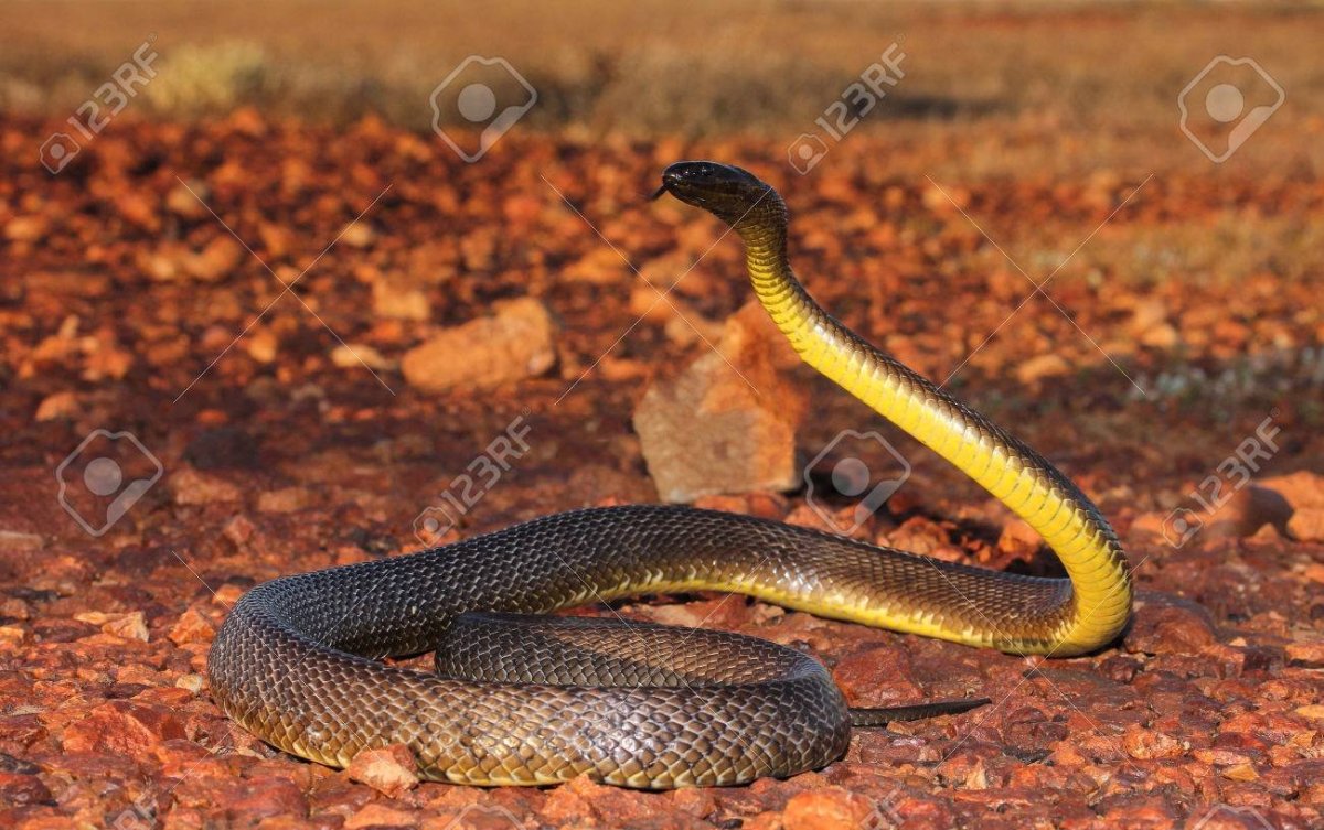 Внутриматериковый Тайпан