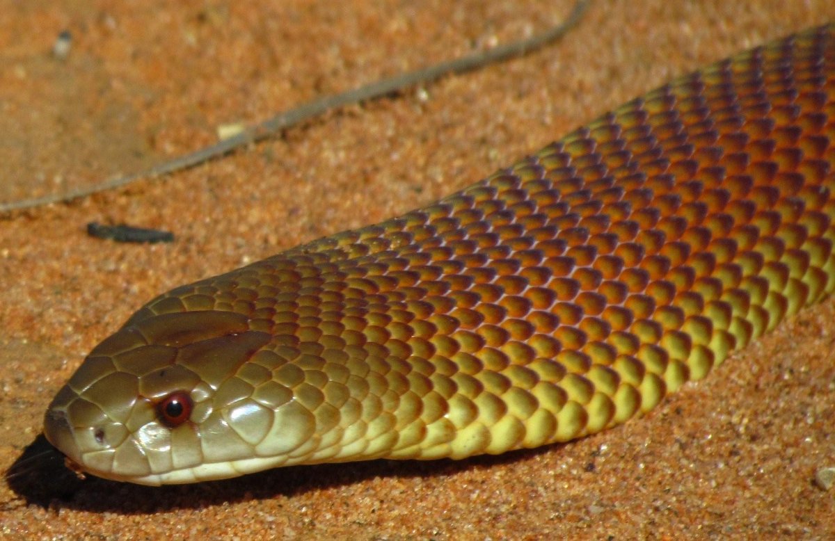 Мулга змея коричневый Король