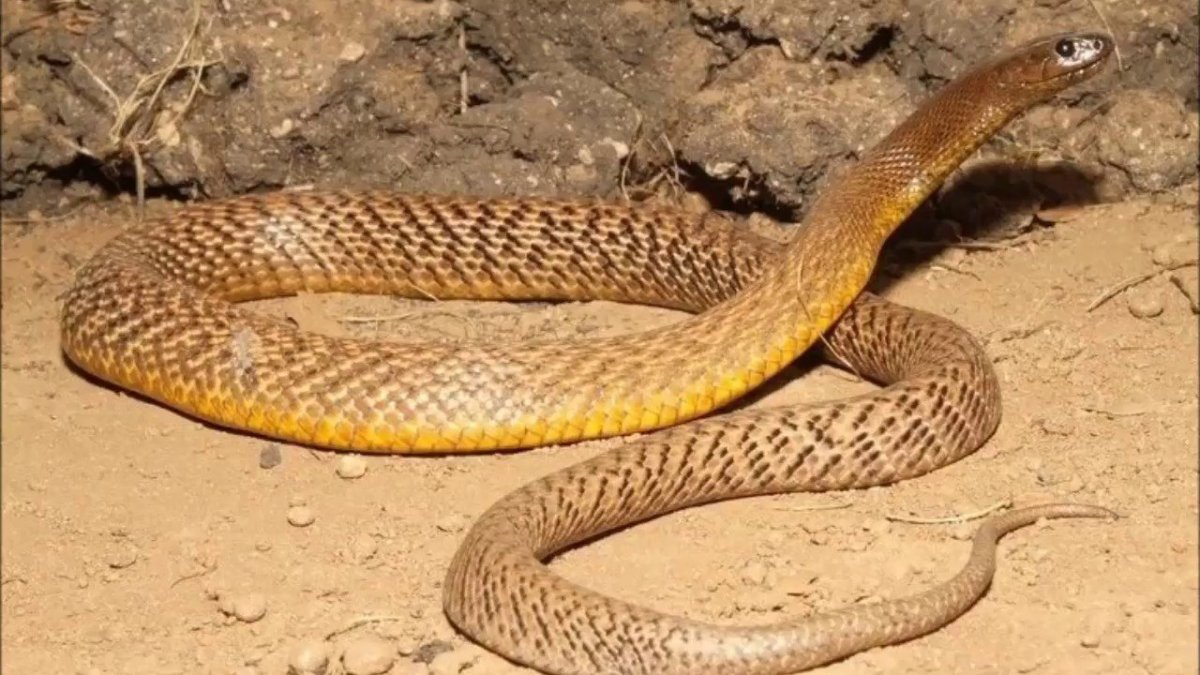 Жестокая змея Тайпан Маккоя