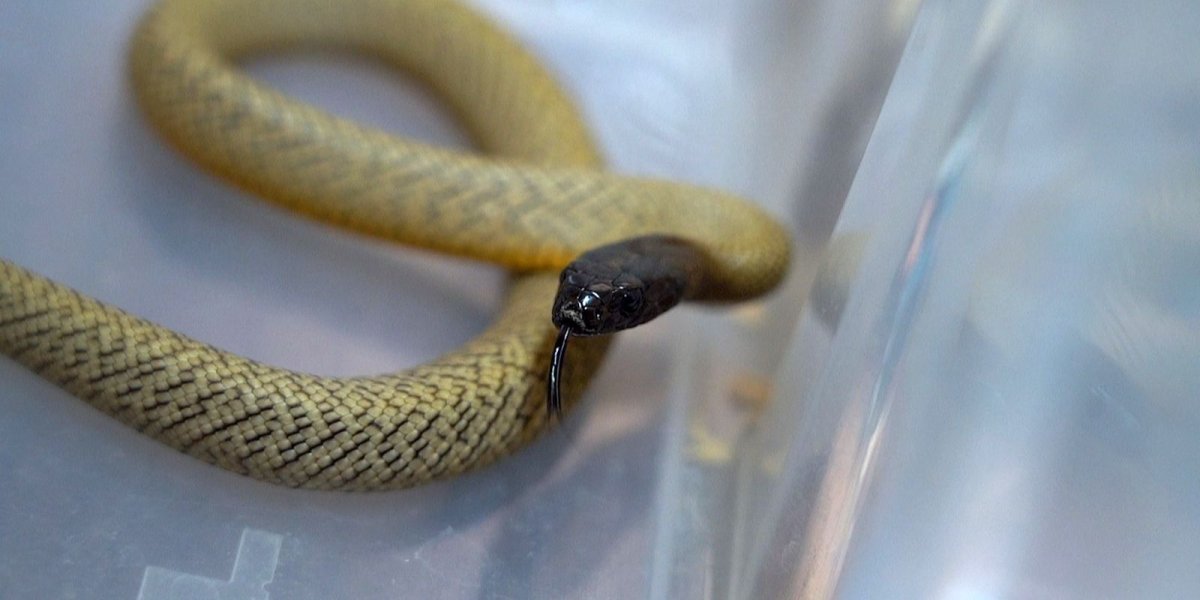 Тайпан змея яд