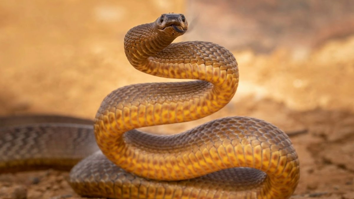 ИЛОНЛАР макони