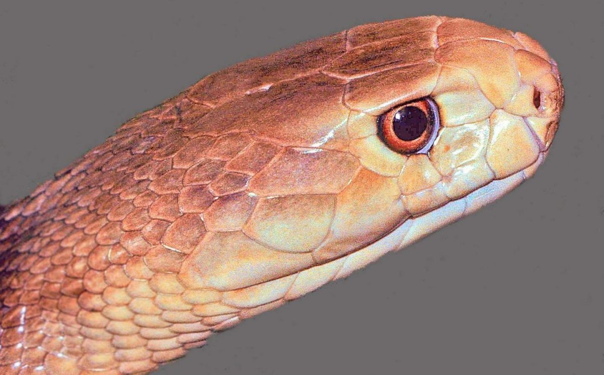 Внутриматериковый Тайпан