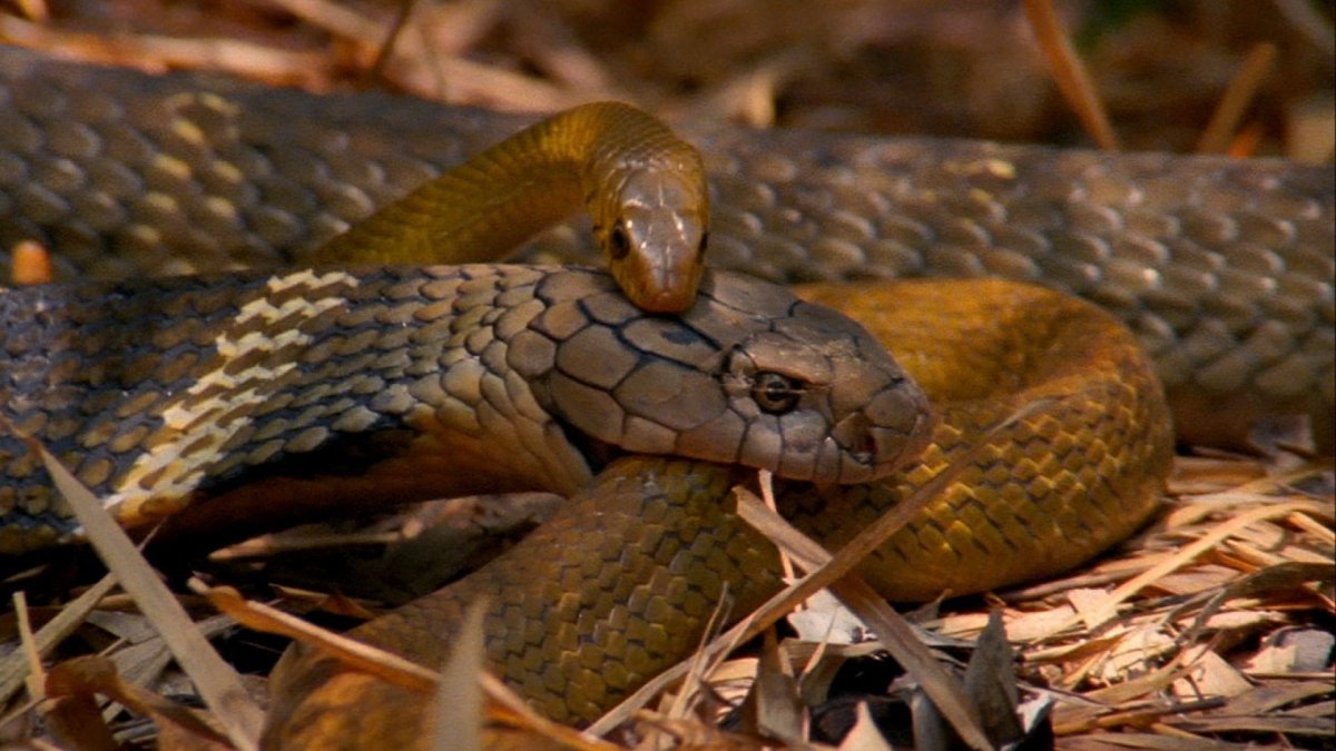 Королевская Кобра и питон