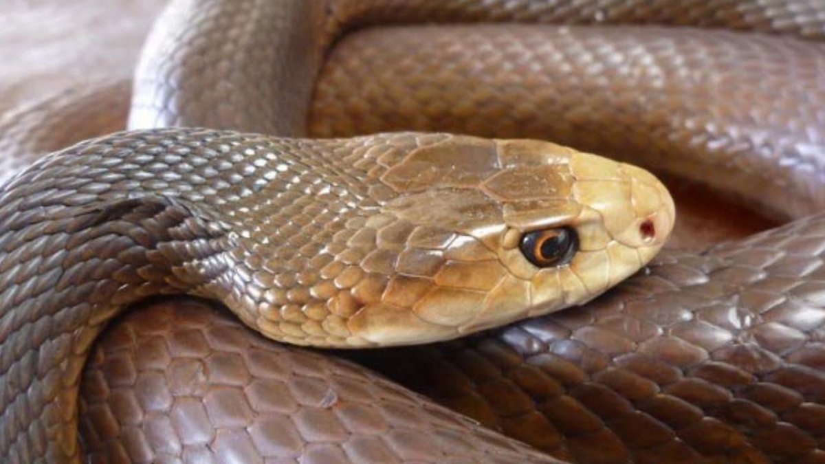 Прибрежный Тайпан