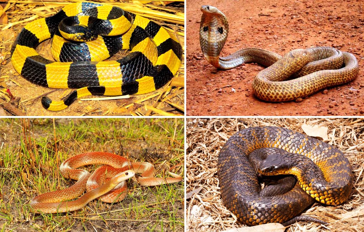 Самая ядовитая змея в мире Тайпан