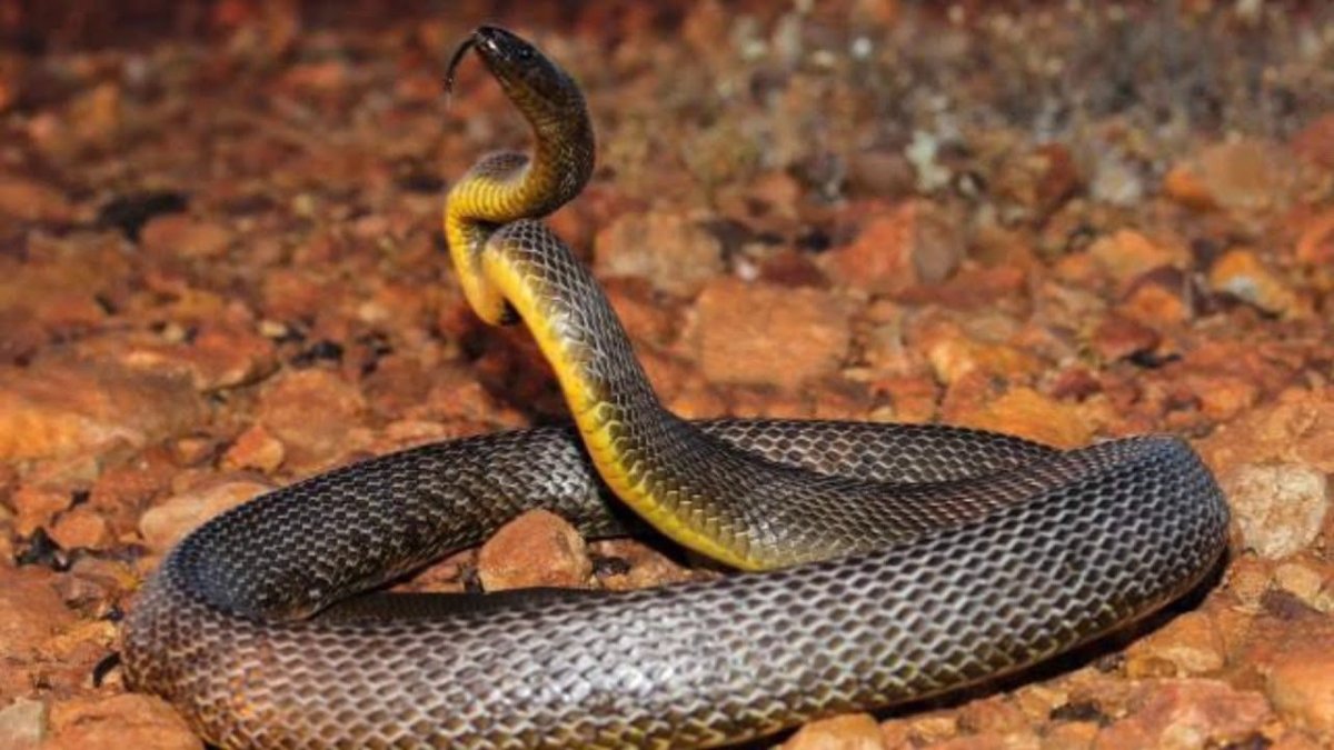 Капский Тайпан