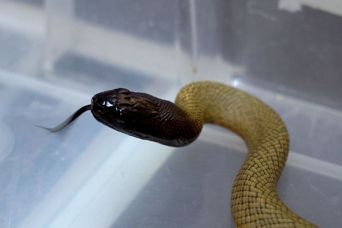 Самые опасные змеи в мире