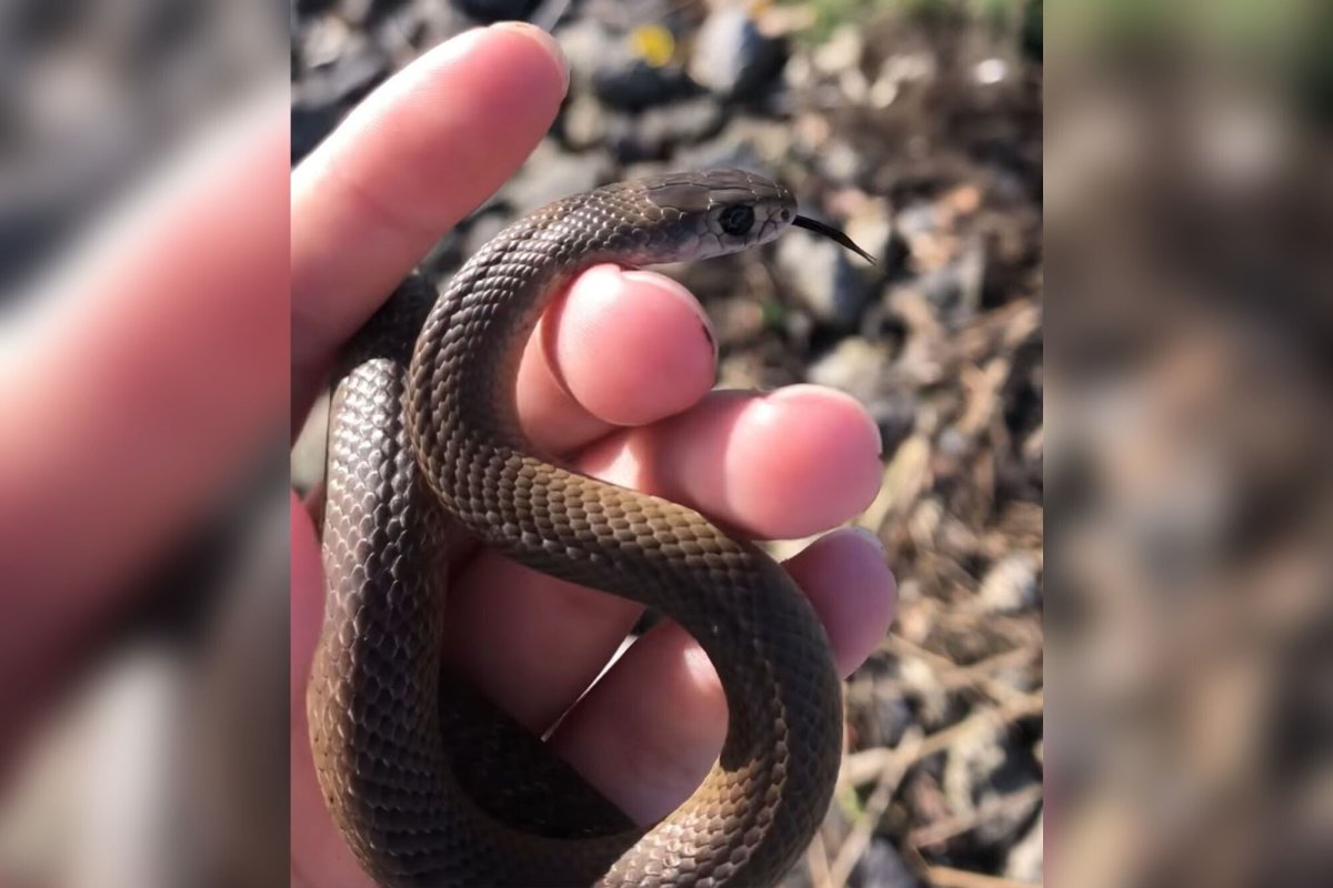 Самая опасная змея в мире