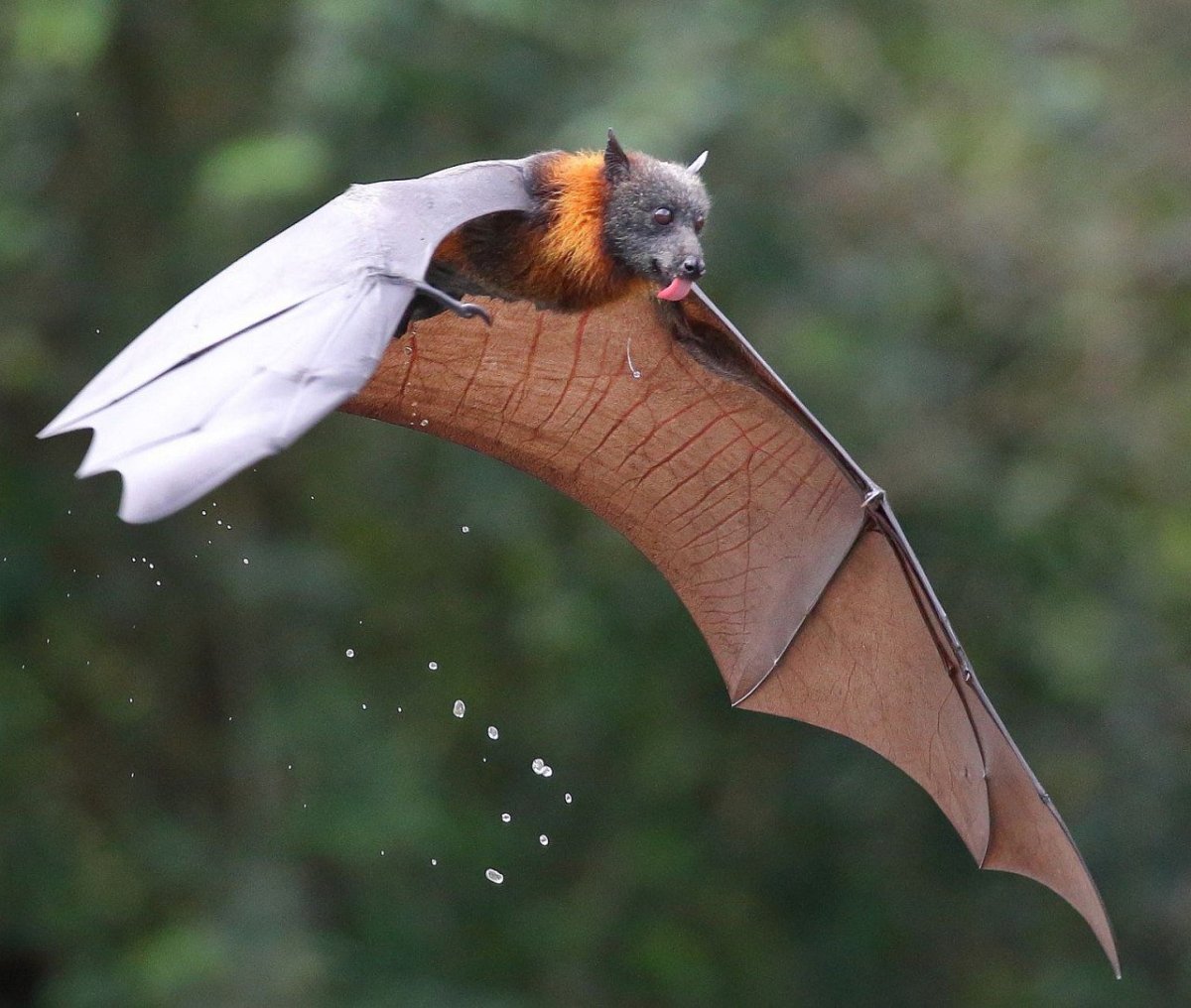 Крылан летучая лисица