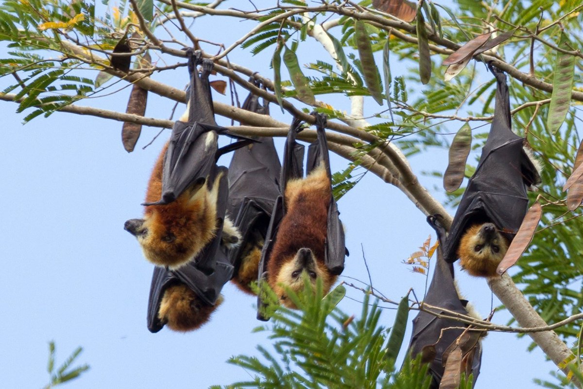 Мадагаскарский крылан