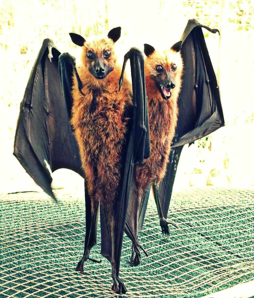 Рукокрылые летучие лисицы