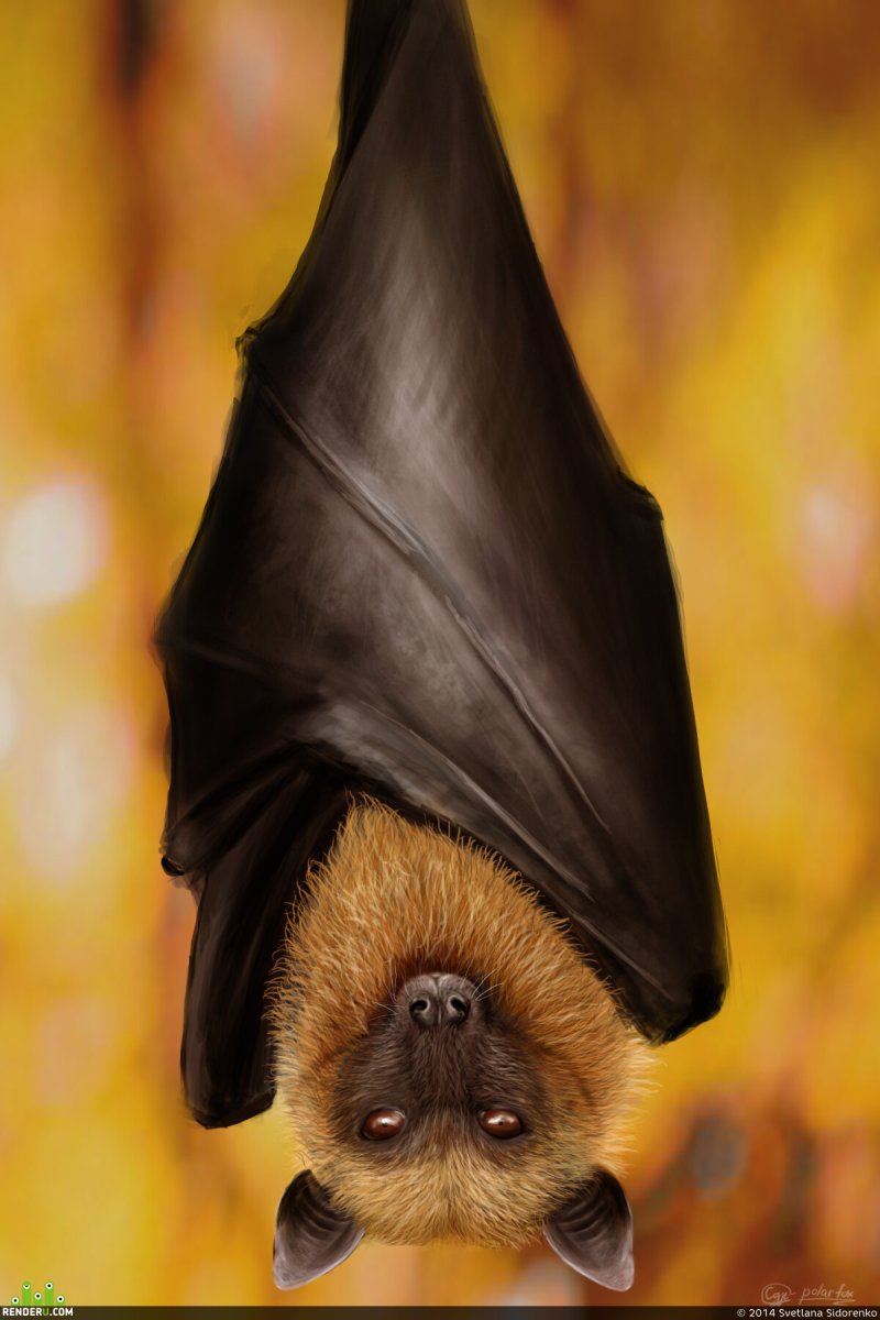Крылан летучая лисица