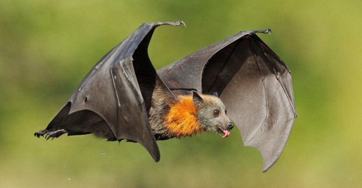 Рукокрылые или летучие мыши
