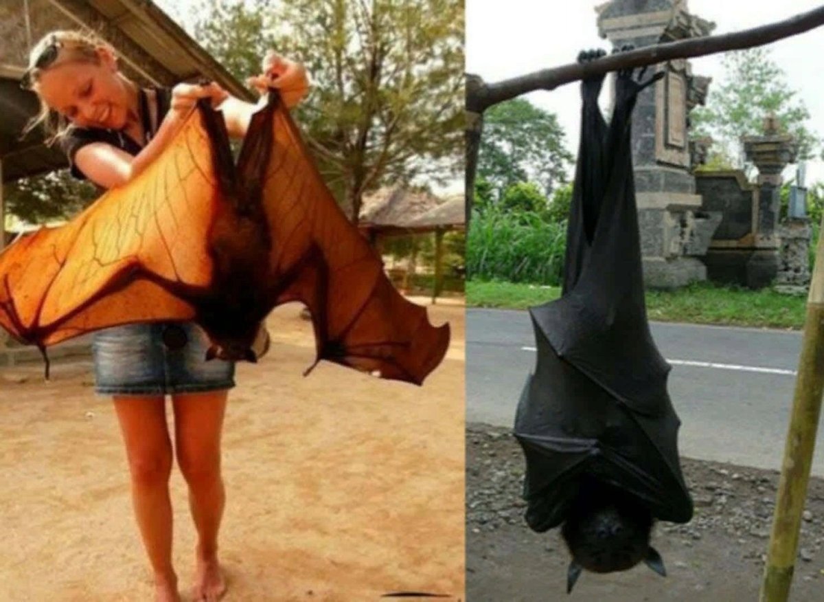 Гигантская Золотая коронованная летучая лисица