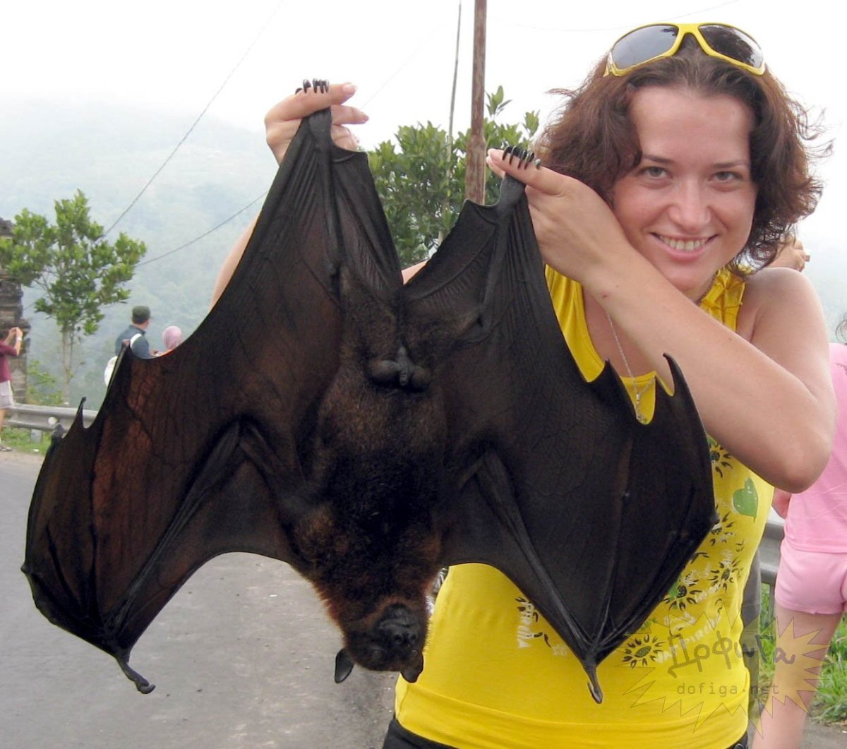 Крылан черный