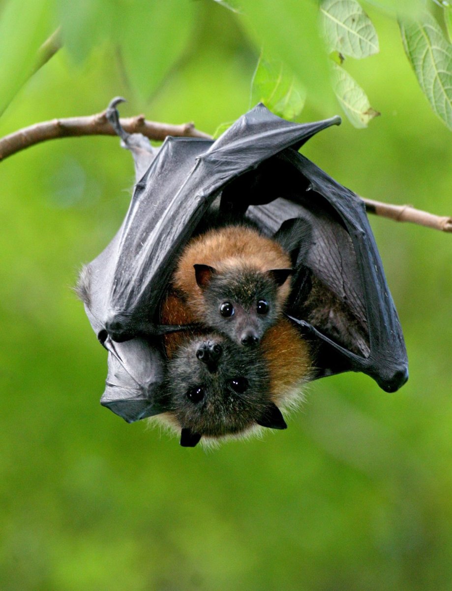 Крылан летучая лисица