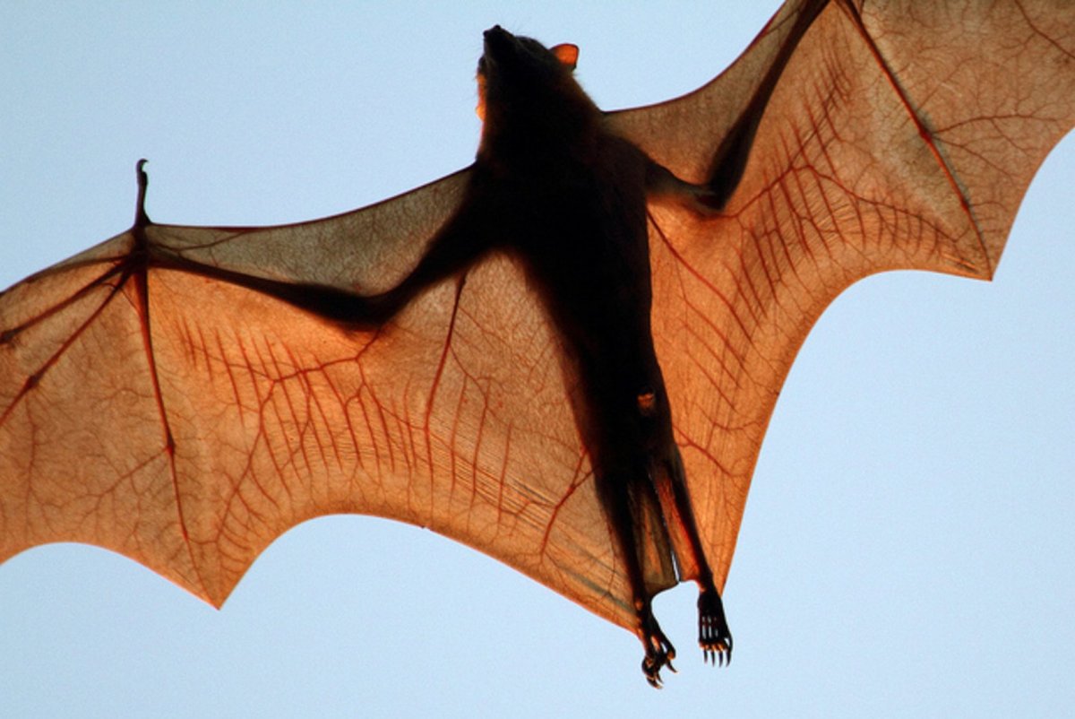 Калонг большая летучая лисица