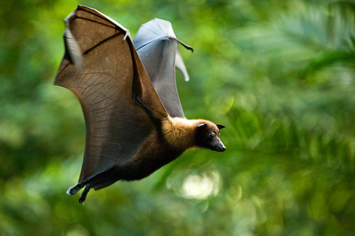 Мадагаскарская летучая собака