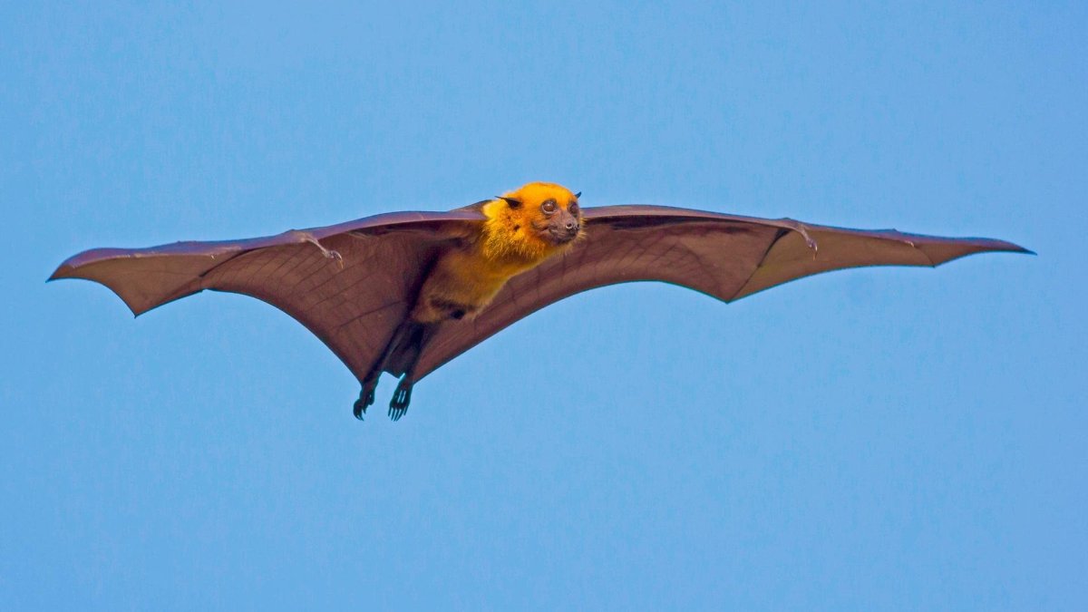 Гуамская летучая лисица