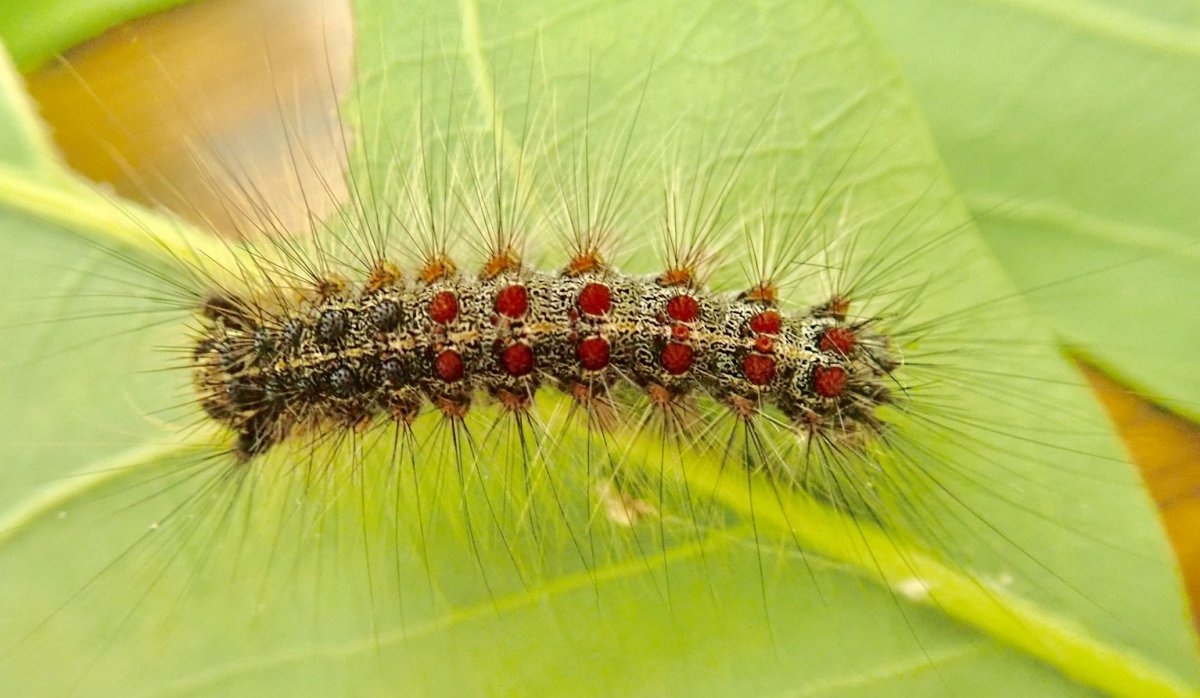 Непарный шелкопряд гусеница
