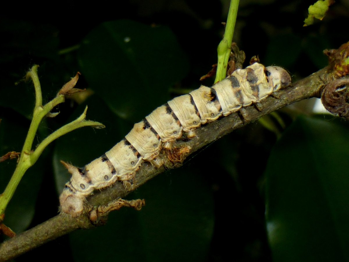 Тутовый шелкопряд гусеница