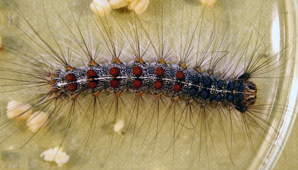 Личинки непарного шелкопряда