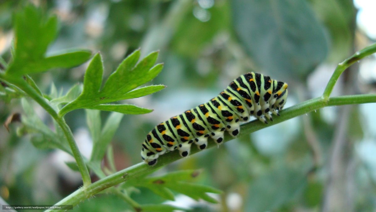 Гусеница ползет