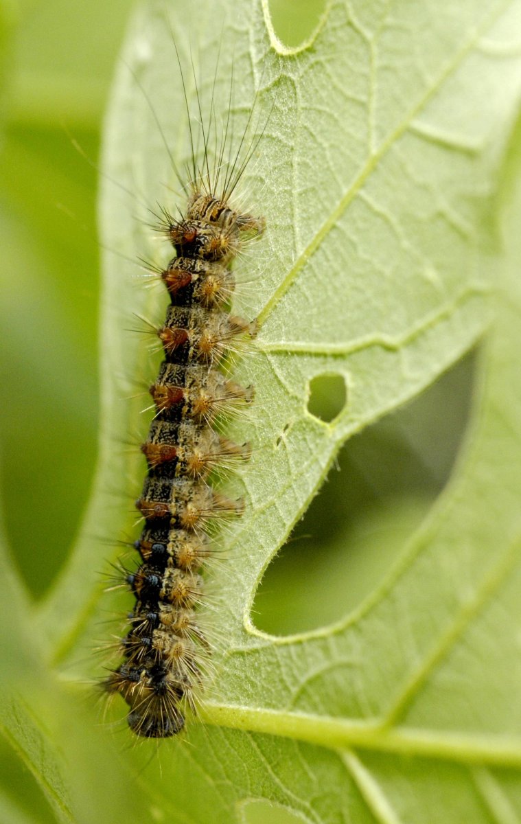 Непарный шелкопряд гусеница