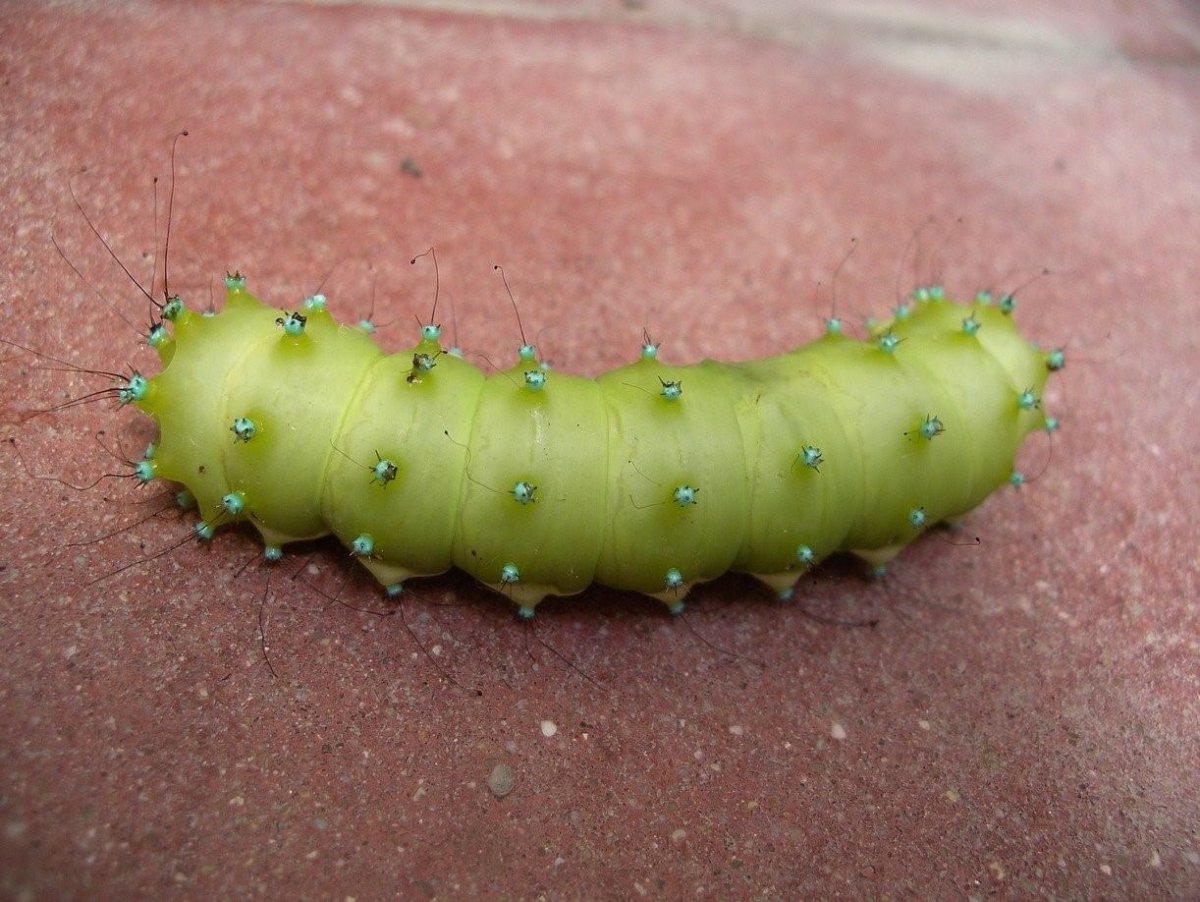 Шелкопряд гусеница