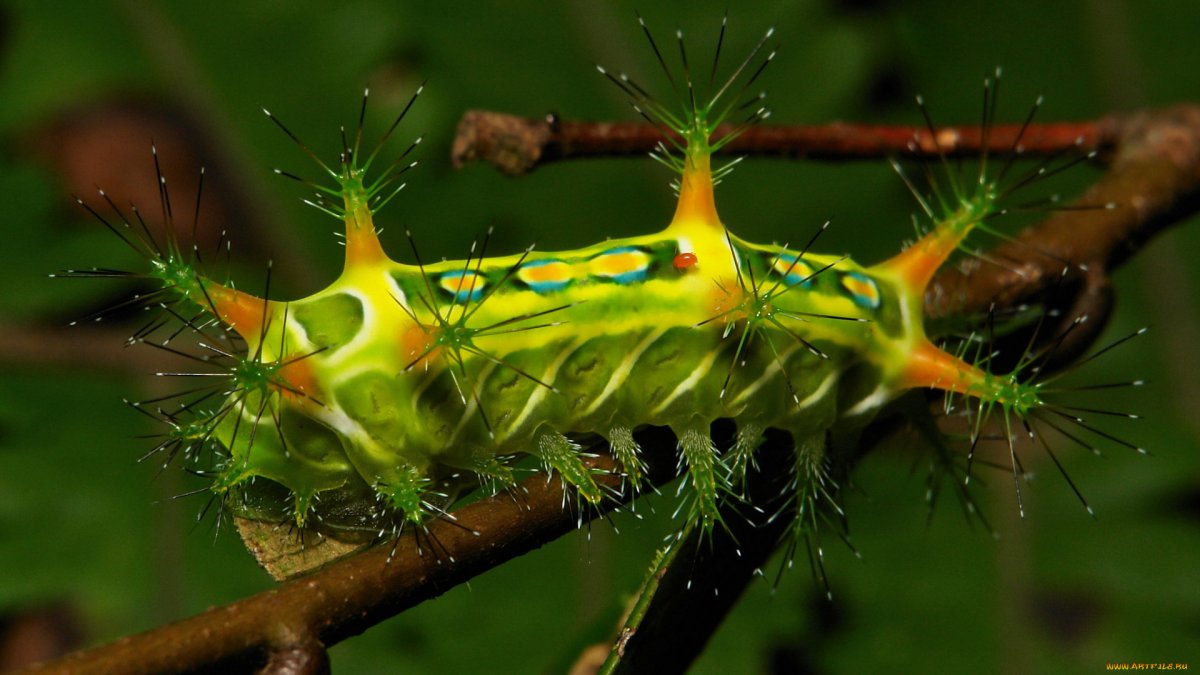 Макроснимок гусеница