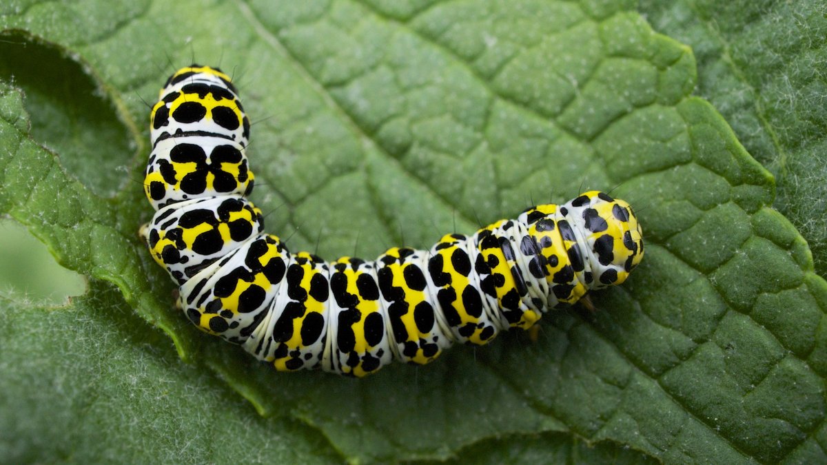 Репейница гусеница