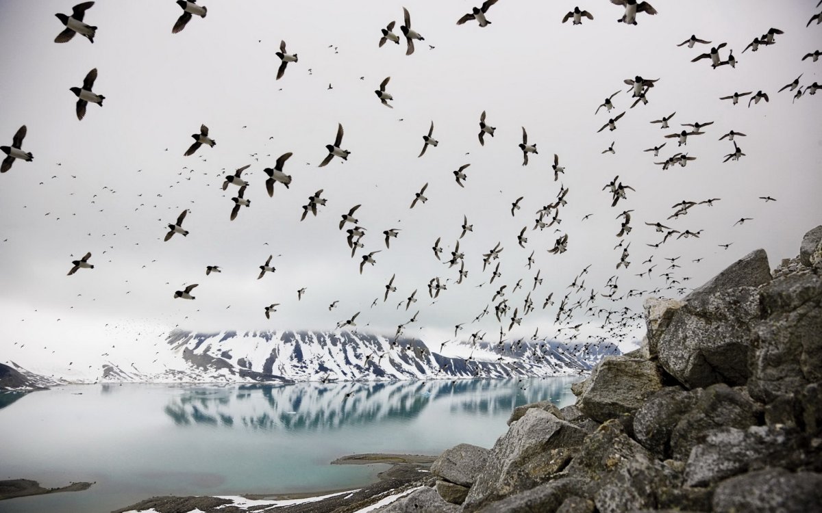 Долина Джатинга Долина падающих птиц