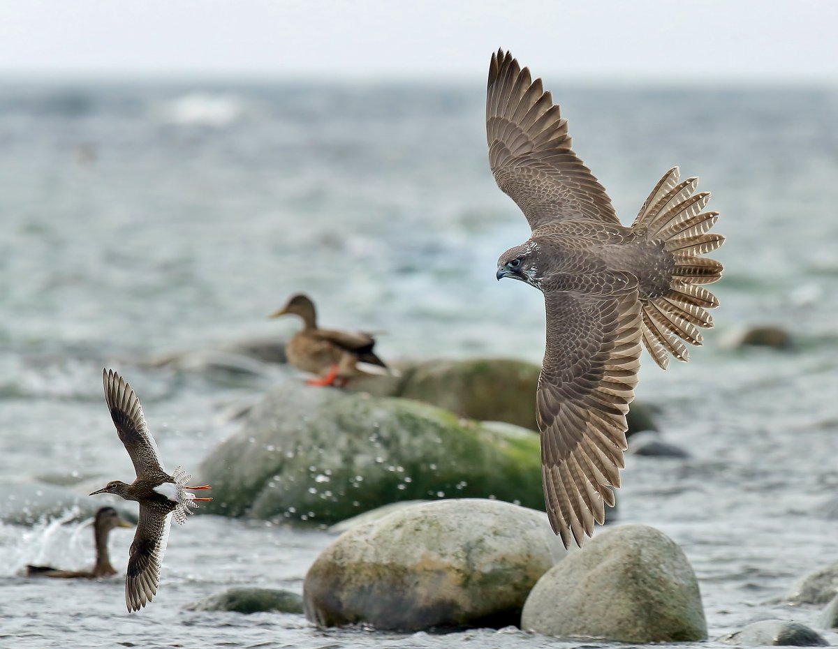 Животные и птицы Норвегии