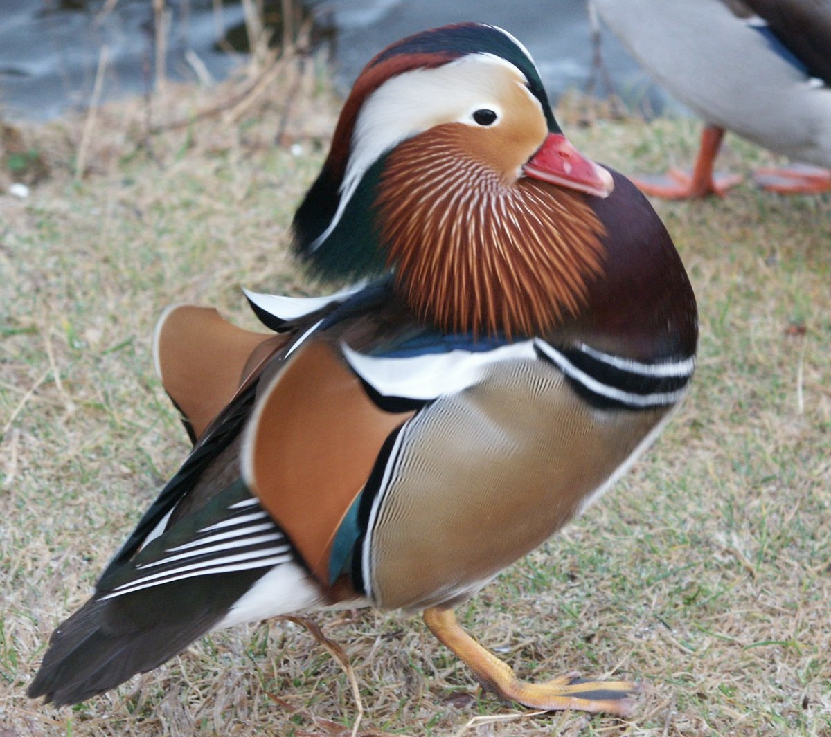 Норвежские птицы