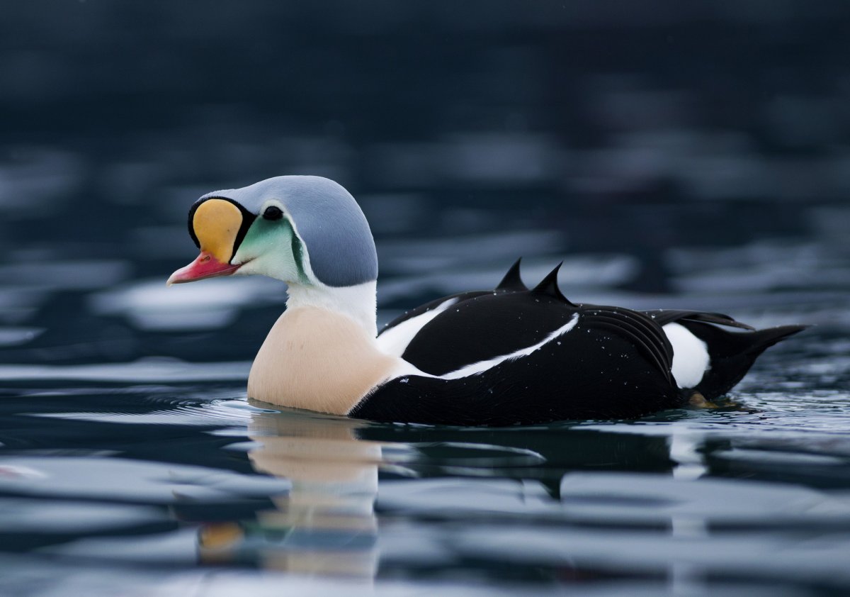 Национальная птица Норвегии