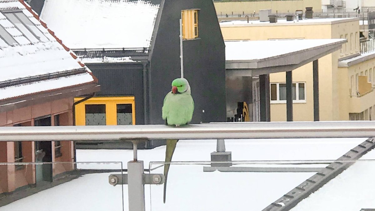 Попугай Гуннар