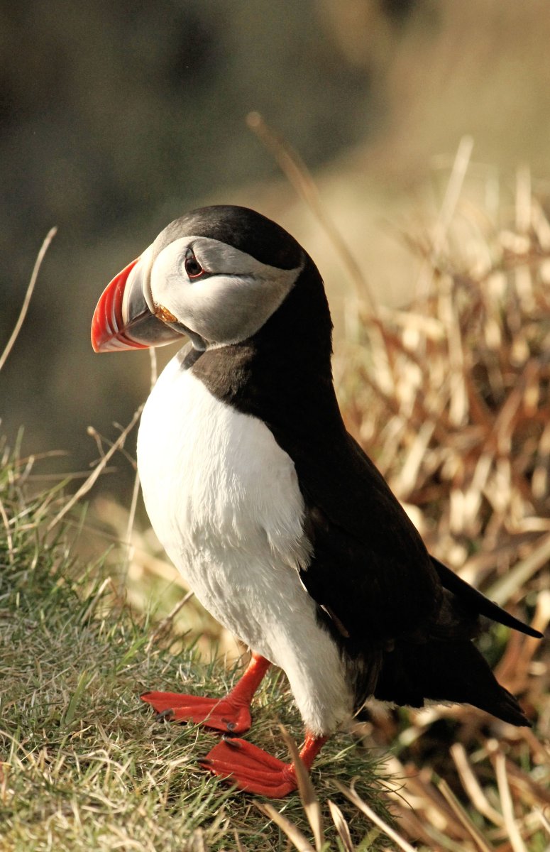 Птицы Норвегии