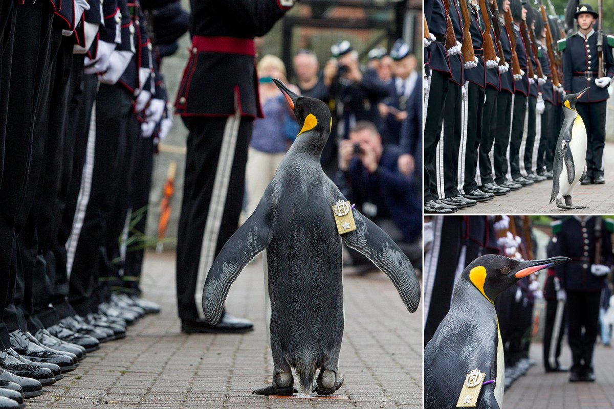 Норвегия Пингвин рыцарь