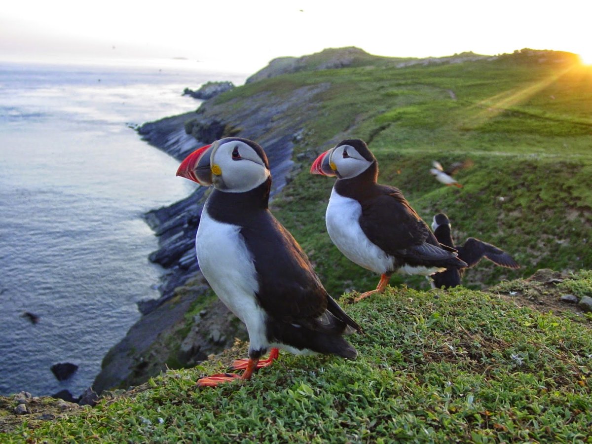 Птицы норвегии